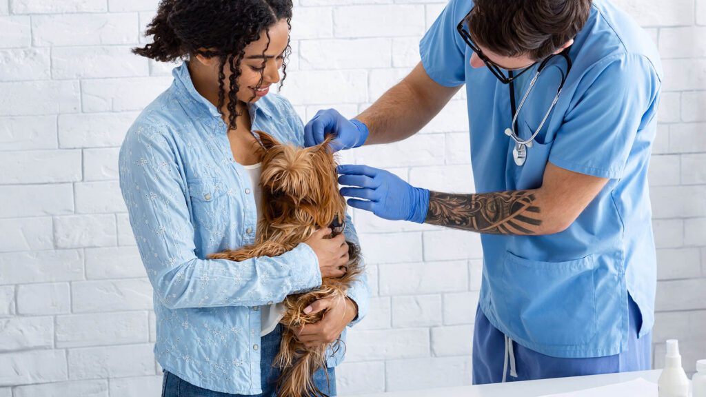 Ultrassonografia veterinária: tecnologia a serviço da saúde do seu pet
