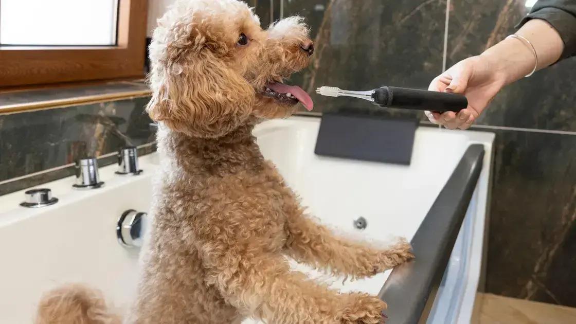 Importância da odontologia veterinária para a saúde dos pets
