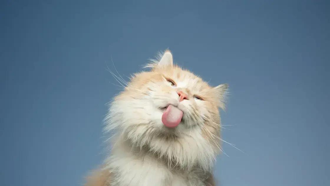 Dicas para escolha do veterinário responsável