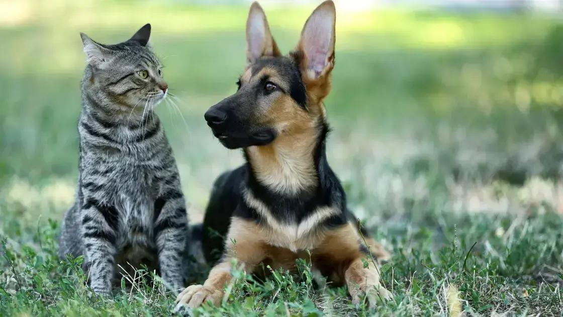 Benefícios da vacinação para a saúde dos felinos