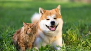 Alimentação Natural para Pets: Vale a Pena?