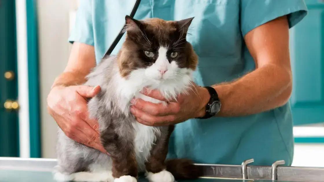 O que é alimentação natural para pets?