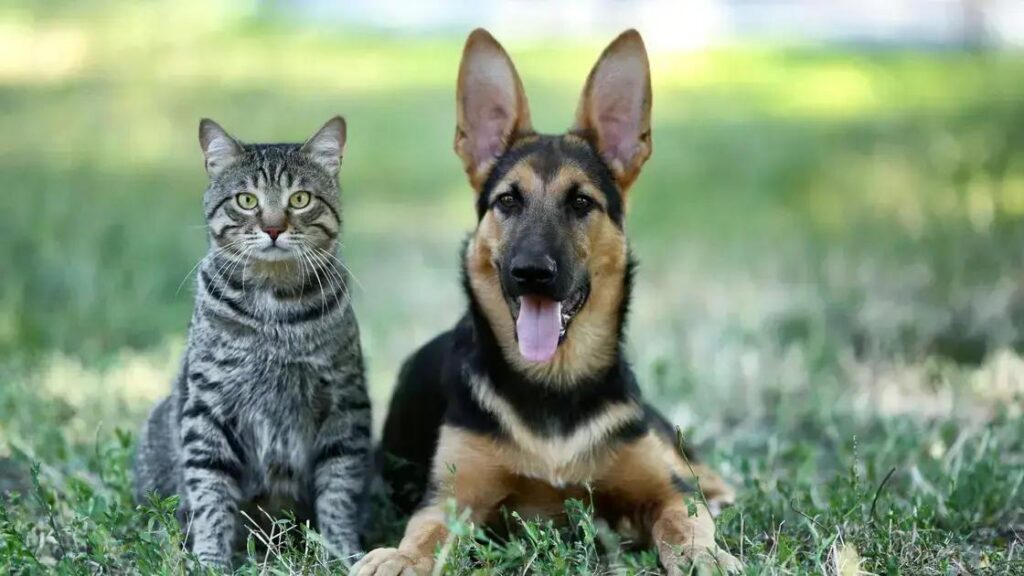 Doença do Carrapato em Cães: Sintomas e Tratamento