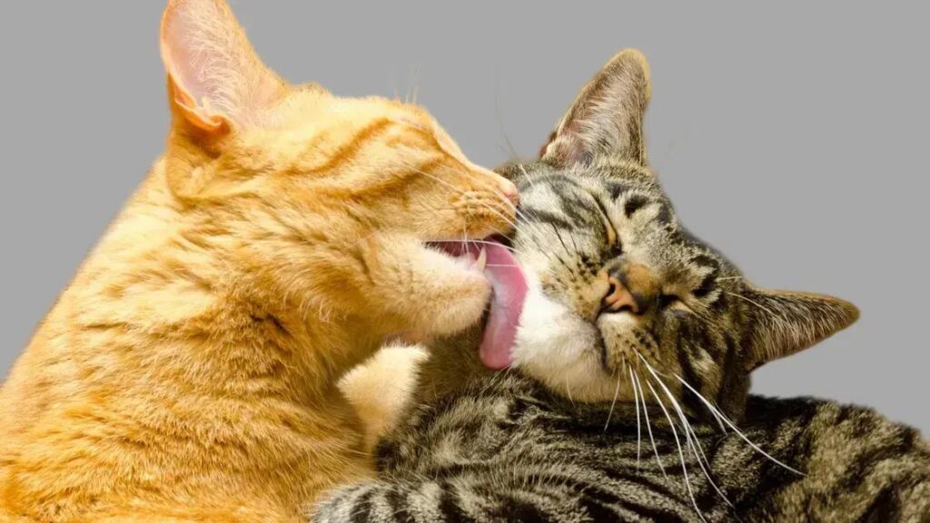 Verminoses em Gatos: Riscos e Prevenção