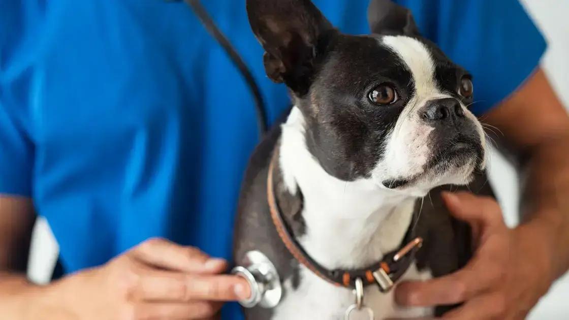 Sintomas comuns da gripe canina a serem observados