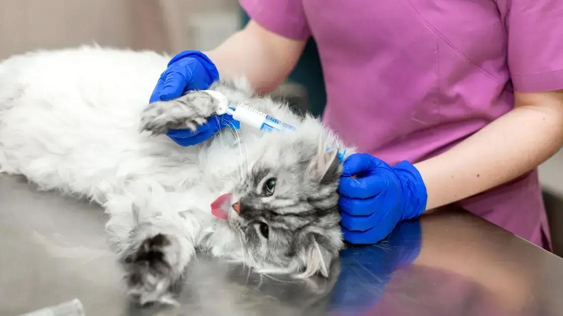 Formas eficazes de prevenir a gripe canina