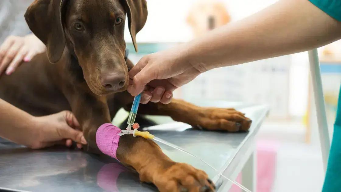 Dicas de prevenção para verminoses em gatos