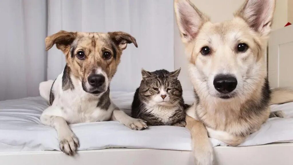 Enriquecimento ambiental para gatos: Guia Completo para Tutores