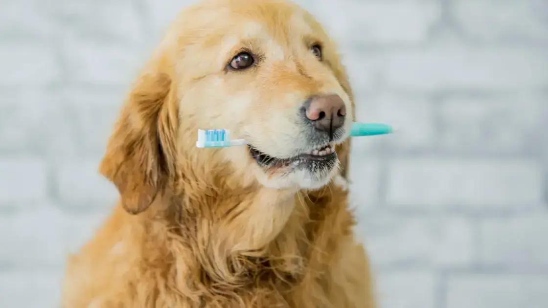 Importância do exercício físico regular para cães