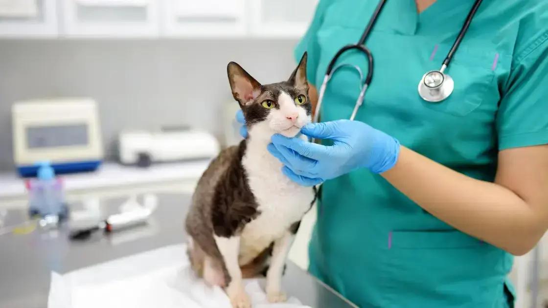 Formas de prevenção da ansiedade em gatos