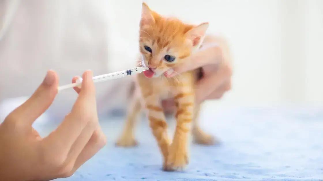 Educação e cuidados contínuos com seu animal