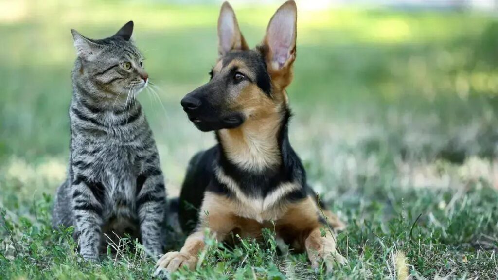 Leishmaniose em cães: Guia Completo para Tutores