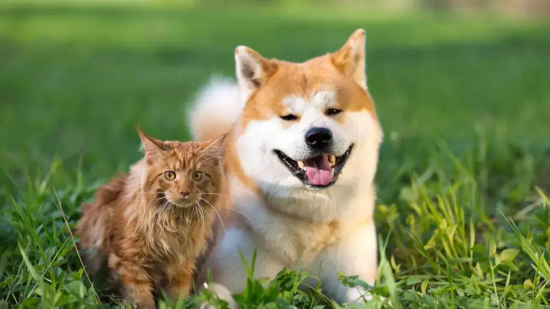 Formas de prevenção da leishmaniose em cães