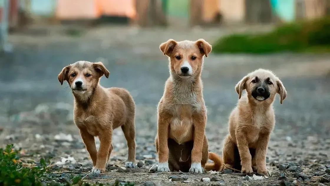 Tratamento e cuidados para cães com leishmaniose