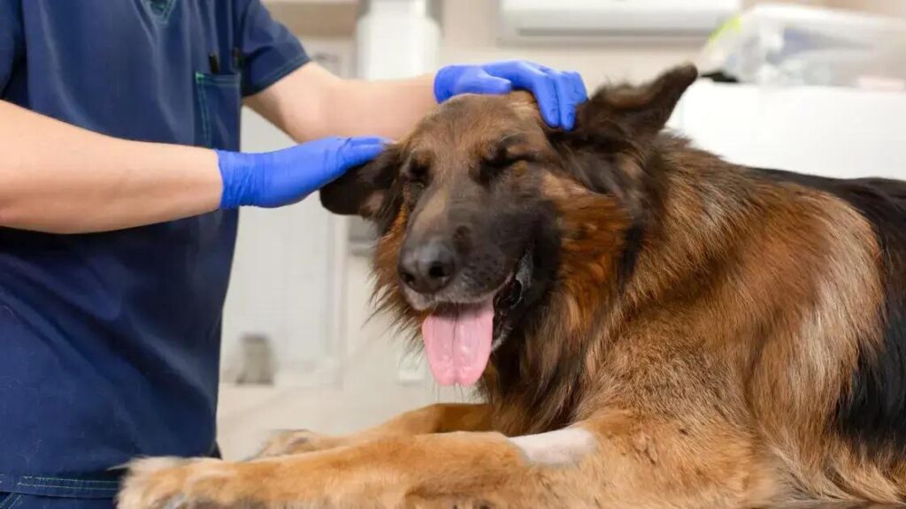 Otite em cães: Guia Completo para Tutores
