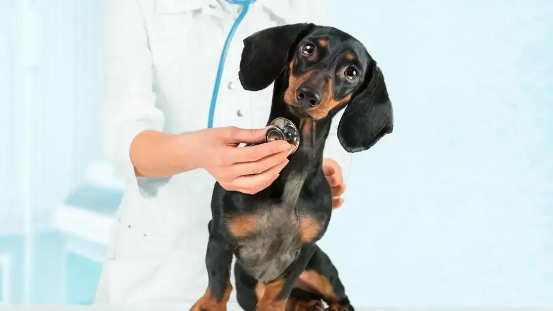 O que é otite em cães?