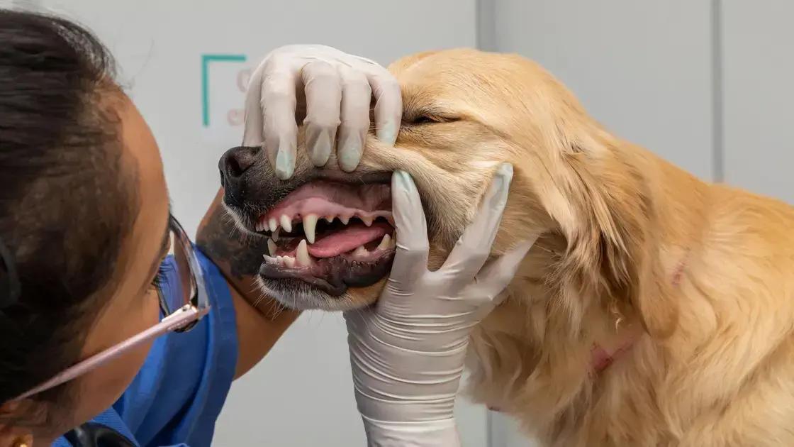 Tratamento eficaz para otite em cães