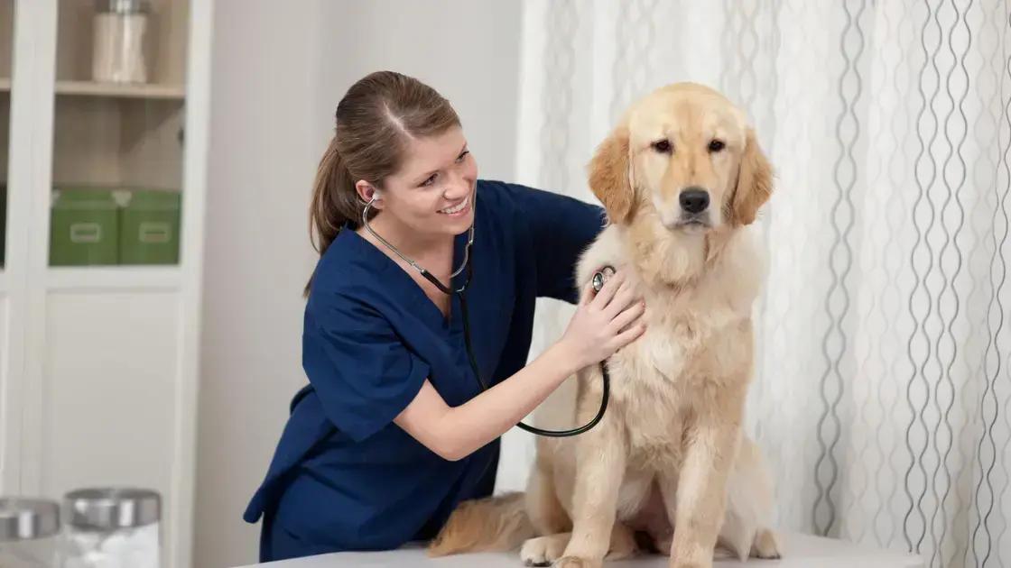Causas mais comuns da otite em cães
