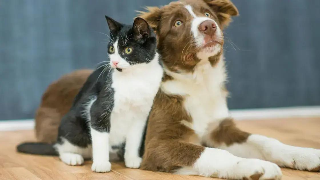 Como prevenir a otite em cães