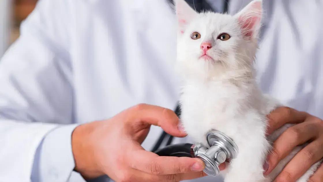 Tratamento para otite em cães: o que saber