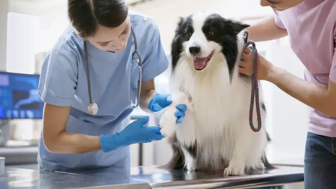 importância do acompanhamento veterinário