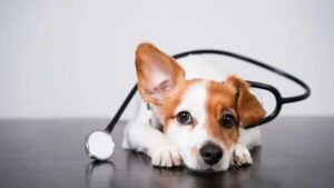 Doenças de pele em cães: Guia Completo para Tutores