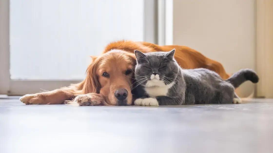 Principais tipos de verminose em cães